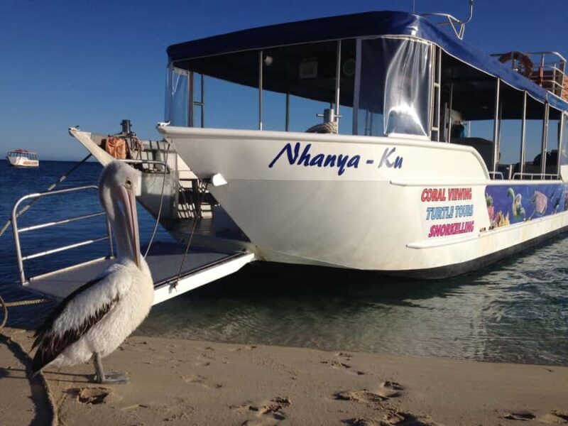 Coral Bay: Ningaloo Reef 3-Hour Turtle Ecotour - How It Compares to Other Tours