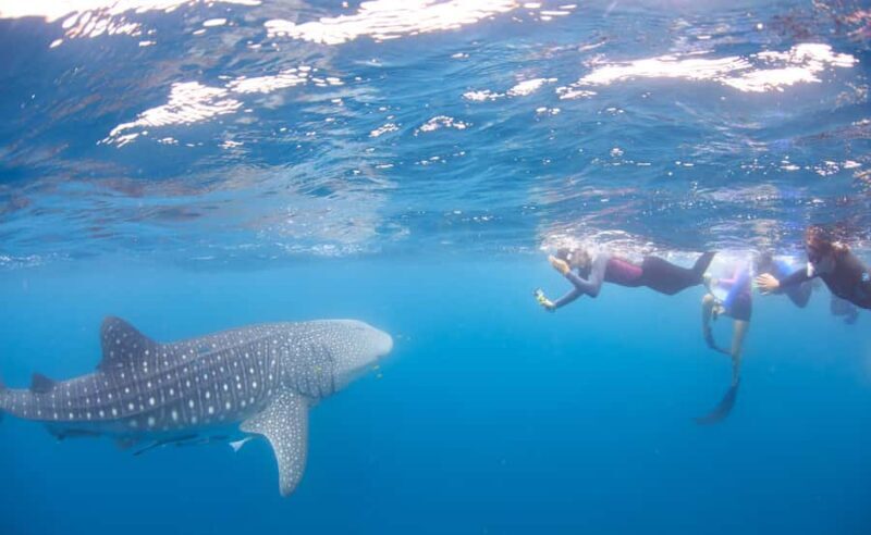Coral Bay: Ningaloo Reef Swim and Snorkel with Whale Sharks - Key Points