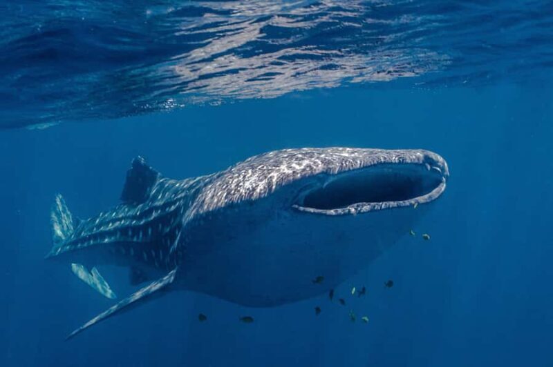 Coral Bay: Ningaloo Reef Swim and Snorkel with Whale Sharks - What to Expect from the Tour