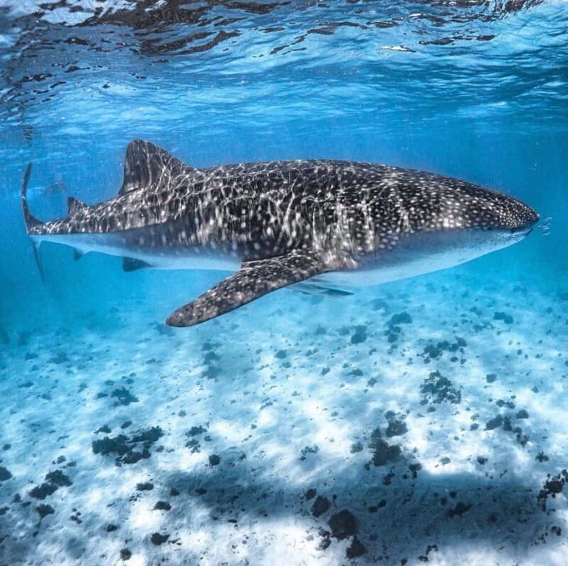 Coral Bay: Ningaloo Reef Swim and Snorkel with Whale Sharks - Who Will Love This Tour?