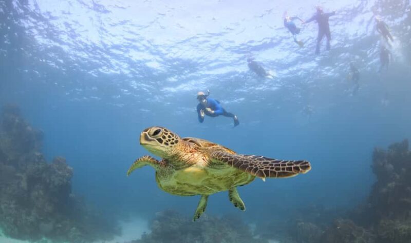 Coral Bay: Ningaloo Reef Swim and Snorkel with Whale Sharks - The Sum Up