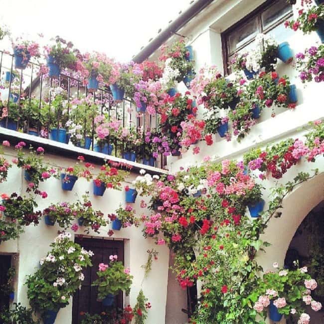 Córdoba Patio Competition: A unique experience of flowers and tradition. - What to Expect During the Tour