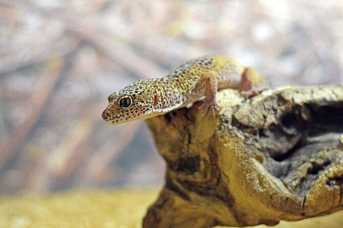 Corfu Aquarium Ticket with Tour Included - The Experience: What Real Travelers Are Saying