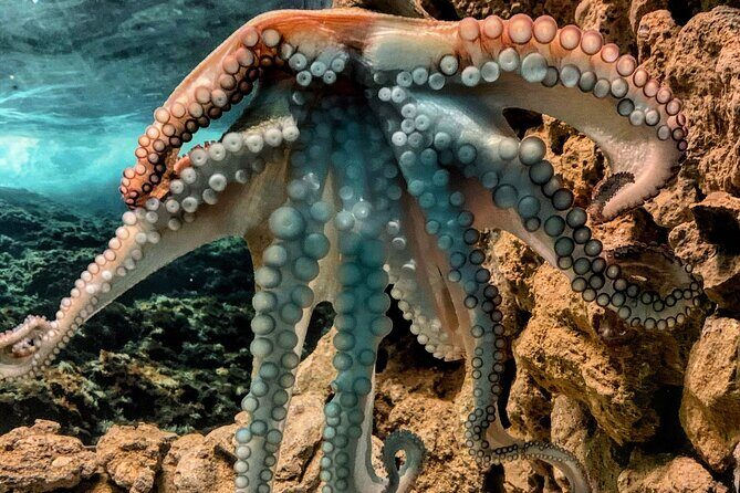 Corfu Aquarium Ticket with Tour Included - Who Is This Tour Best For?