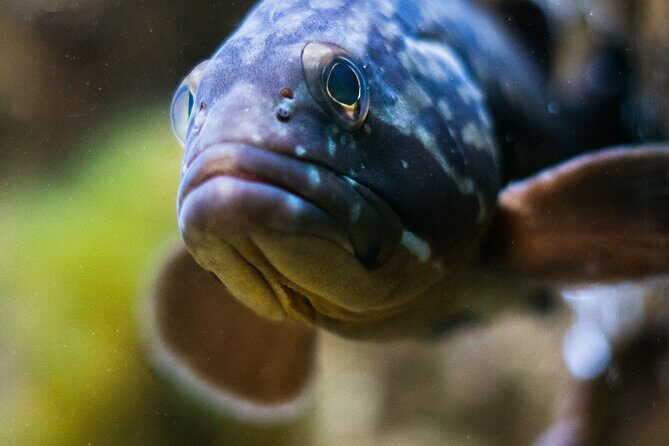 Corfu Aquarium Ticket with Tour Included - FAQs