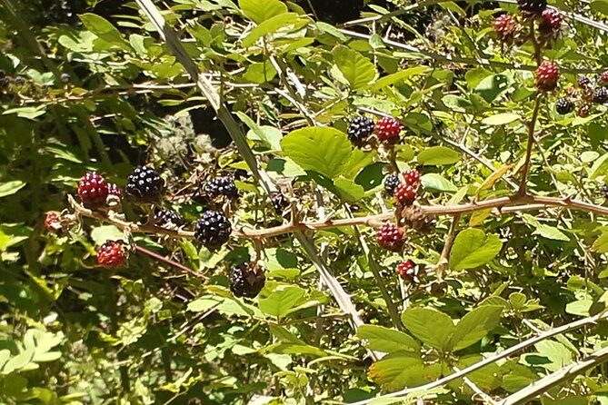 Corfu Countryside Hiking Tour - FAQs