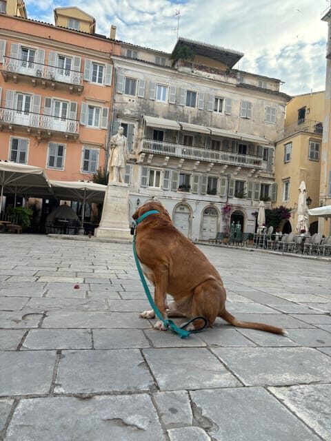 Corfu: Dog Sightseeing Tour - How About the Cost & Value?
