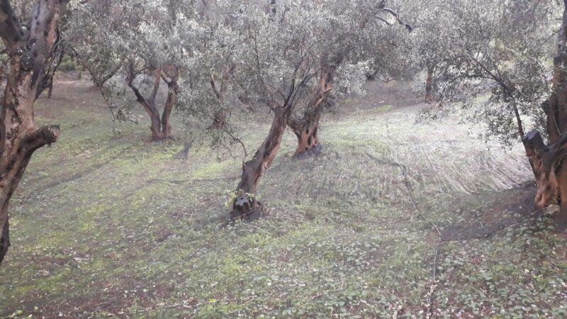 Corfu: Mountain Villages Private Tour - Who Is This Tour Best For?