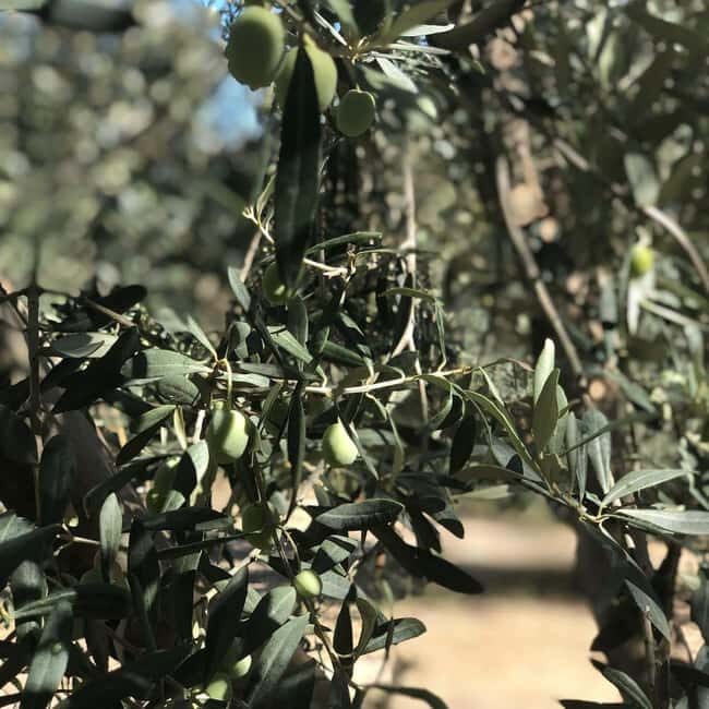 Corinth: Olive Oil Tasting Tour with Transfers - A Deep Dive Into the Tour Experience