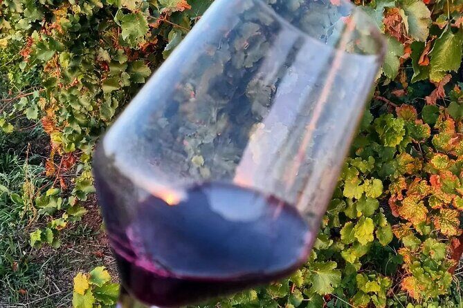 Corinth Winery Tour and Organic Fine Wine Tastings - Final Thoughts