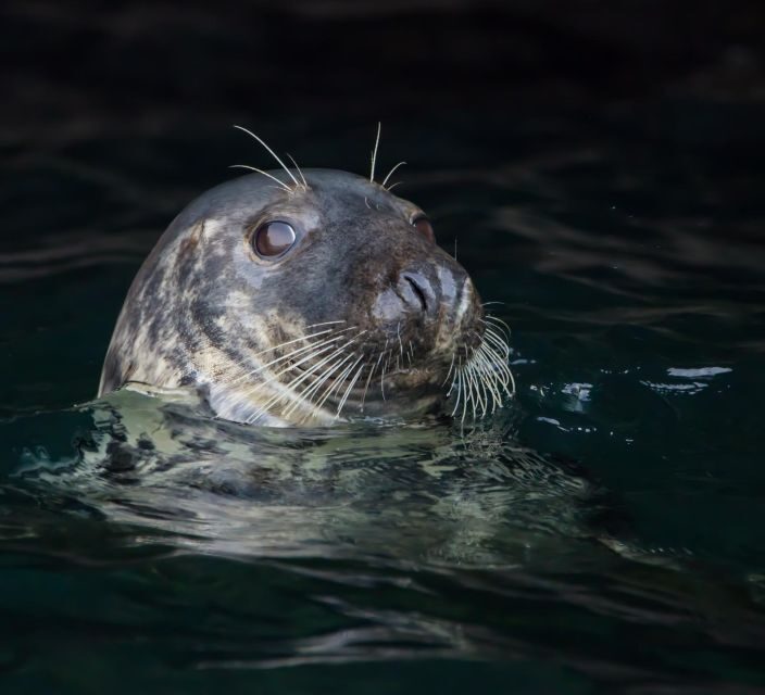 Cornwall: Guided Seal Safari by Boat - Key Points