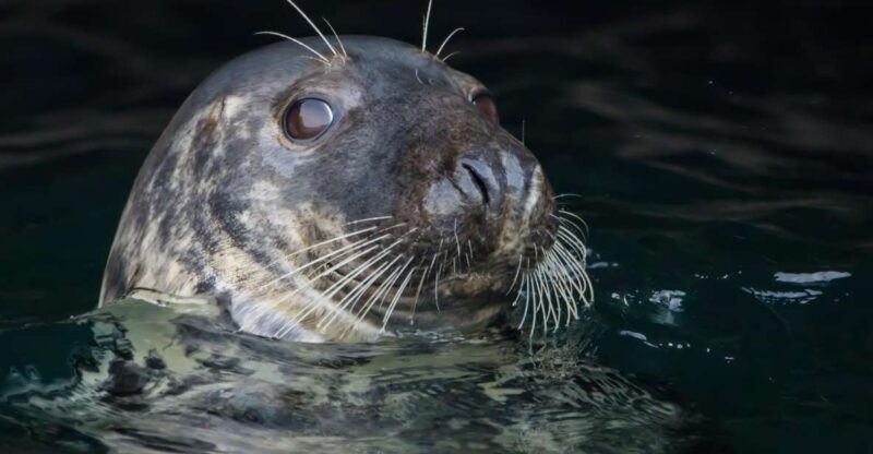 Cornwall: Guided Seal Safari by Boat - What You Can Expect from the Experience