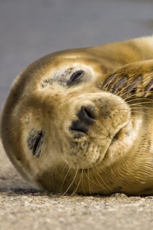 Cornwall: Guided Seal Safari by Boat - Pricing and Value