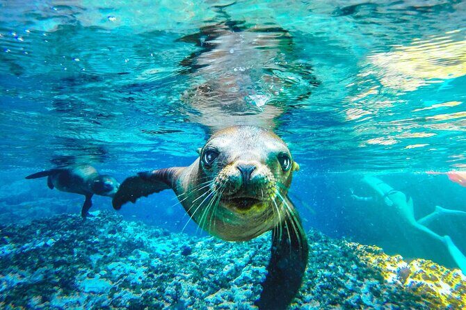 Coronado Island Adventure, snorkeling & picnic on the beach - Key Points