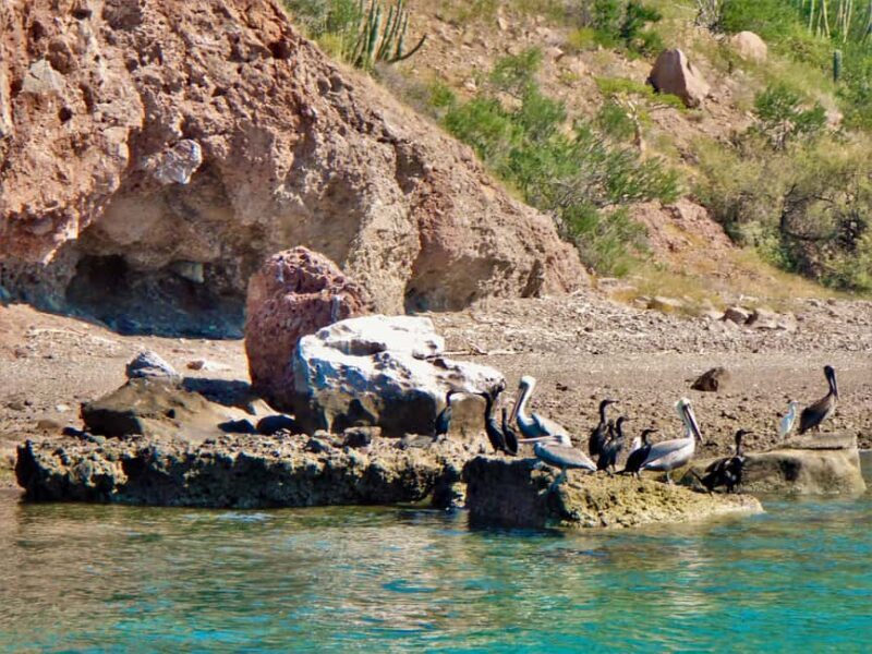 Coronado Island and Snorkel Tour - The Sum Up