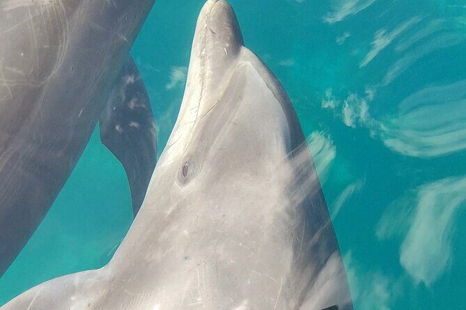 Coronado Island Visit and Sea Lions Swimming - How the Tour Feels in Practice