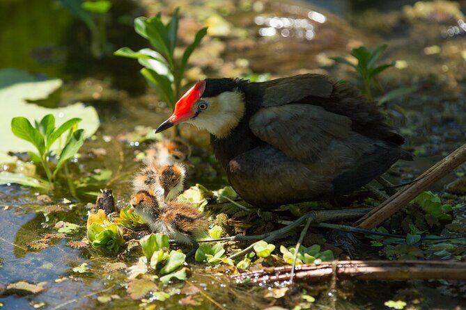 Corroboree Billabong 2.5 hour Lunch Cruise - What to Expect from the Corroboree Billabong Lunch Cruise