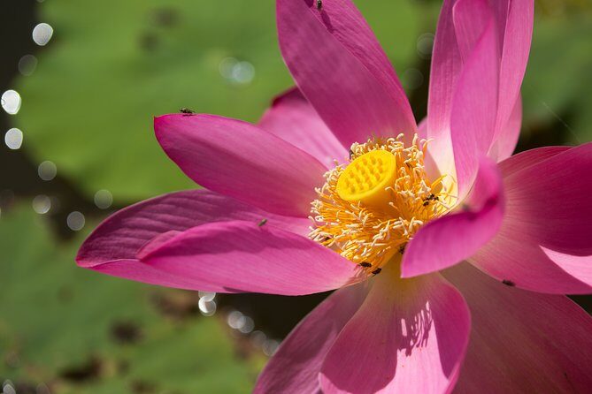 Corroboree Billabong Wetland Cruises - 2 hour Sunset Cruise - Who Should Consider This Tour?