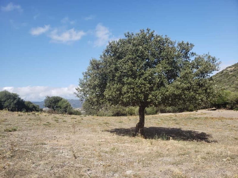 Corsica: Organic wine tasting - FAQ