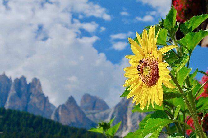 Cortina & Dolomites Small Group full Day tour from Venice - The Full Breakdown of the Experience