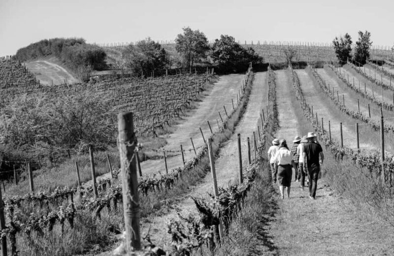 Cortona: Organic wines tasting at Colle Acacia's vineyards - Key Points