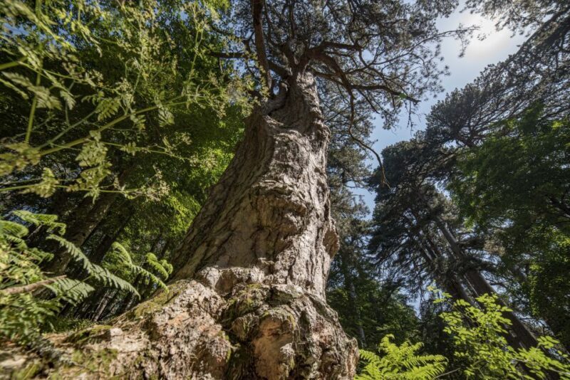 Cosenza: Giants of the Sila - Cosenza: Giants of the Sila — A Close-Up Look at Italy’s Ancient Woodlands