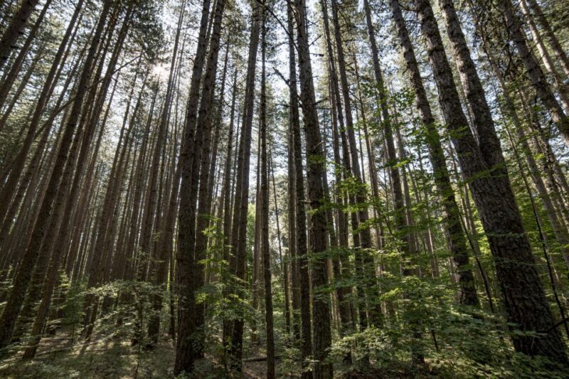 Cosenza: Giants of the Sila - The Practicalities: Pricing, Duration, and Accessibility