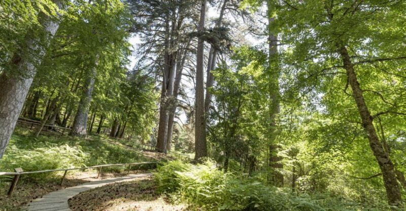 Cosenza: Giants of the Sila - FAQ