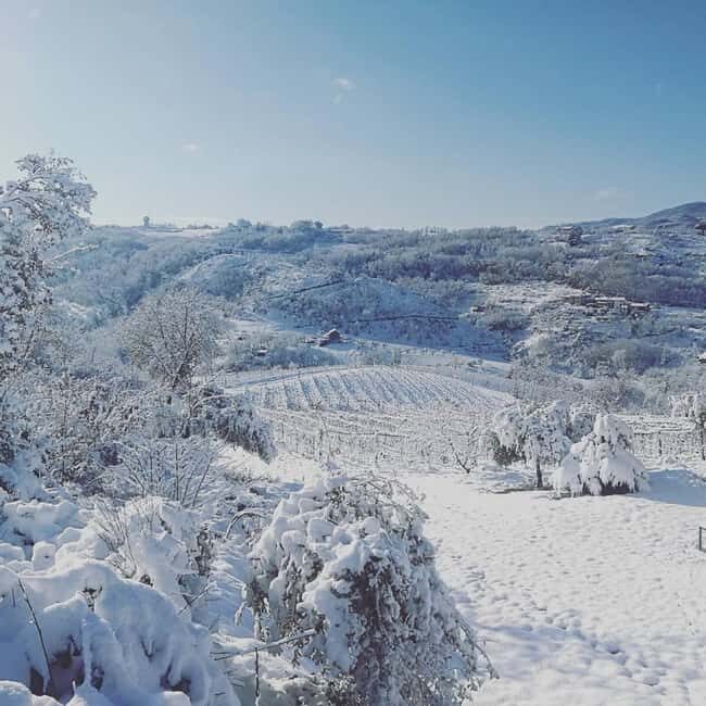 Cosenza: Vineyard Tour with Wine Tasting - A Closer Look at the Experience