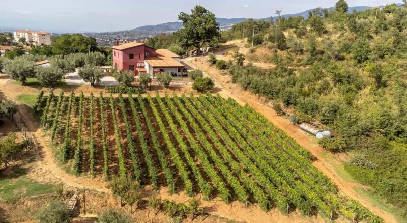 Cosenza: Vineyard Tour with Wine Tasting - Final Thoughts