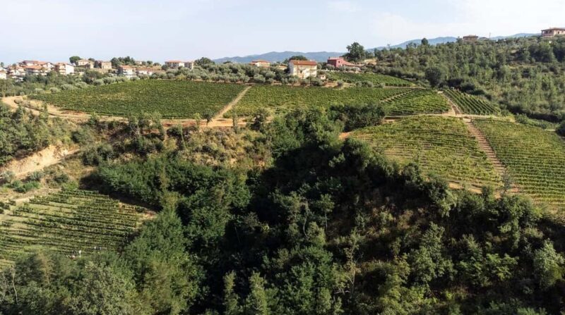 Cosenza: Vineyard Tour with Wine Tasting - FAQs
