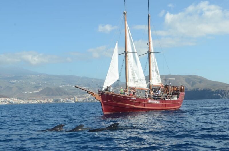 Costa Adeje: Respectful Whale Watching on Wooden Boat & Swim - Frequently Asked Questions
