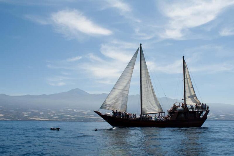 Costa Adeje: Respectful Whale Watching on Wooden Boat & Swim - Wrapping Up