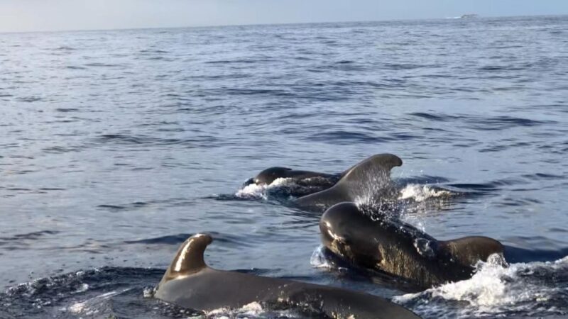 Costa Adeje: Whale and Dolphin Cruise with Food and Pickup - Key Points