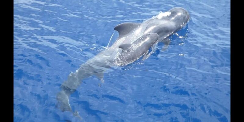 Costa Adeje: Whale and Dolphin Cruise with Food and Pickup - Wildlife Watching at Its Best