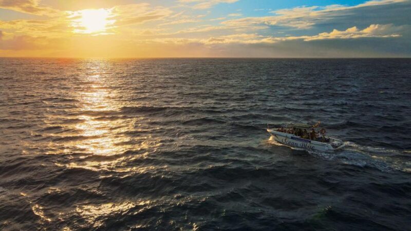 Costa Adeje: Whale and Dolphin-Watching Boat Excursion - Key Points