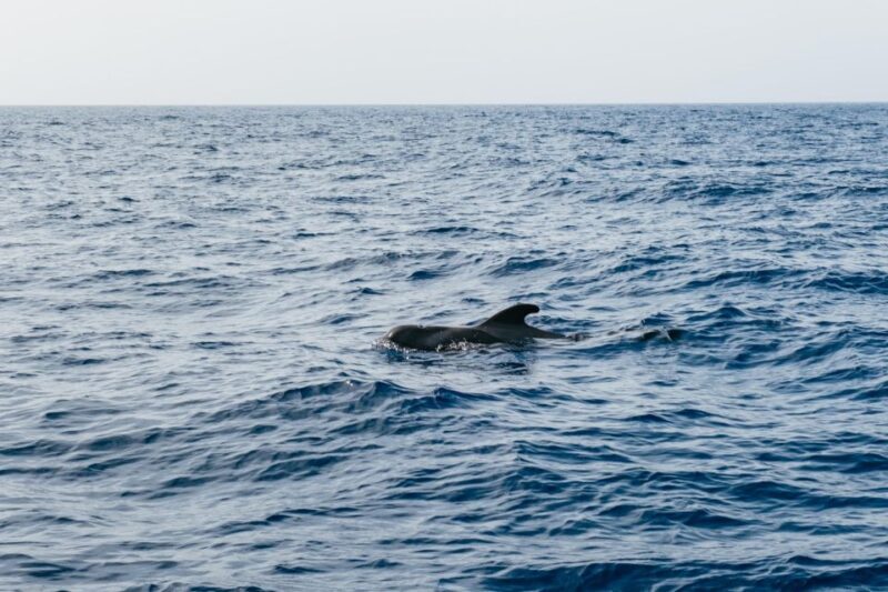 Costa Adeje: Whale & Dolphin Eco-Cruise with Snacks & Drinks - Who Is This Tour Best For?
