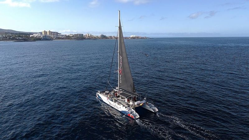 Costa Adeje: Whale & Dolphin Eco-Cruise with Snacks & Drinks - The swim stop: when the Atlantic turns into your reset button