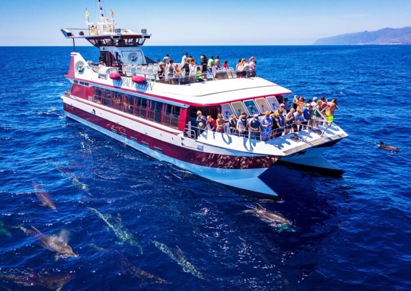 Costa Adeje: Whale & Dolphin Submarine Vision Mini Cruise - An In-Depth Look at the Experience