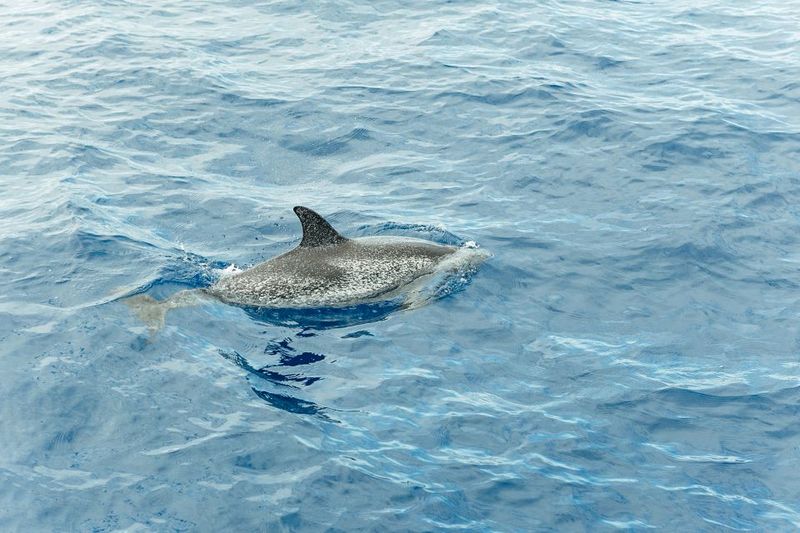 Costa Adeje: Whale & Dolphin Submarine Vision Mini Cruise - The main sail: Adeje’s southwest coast for year-round marine life