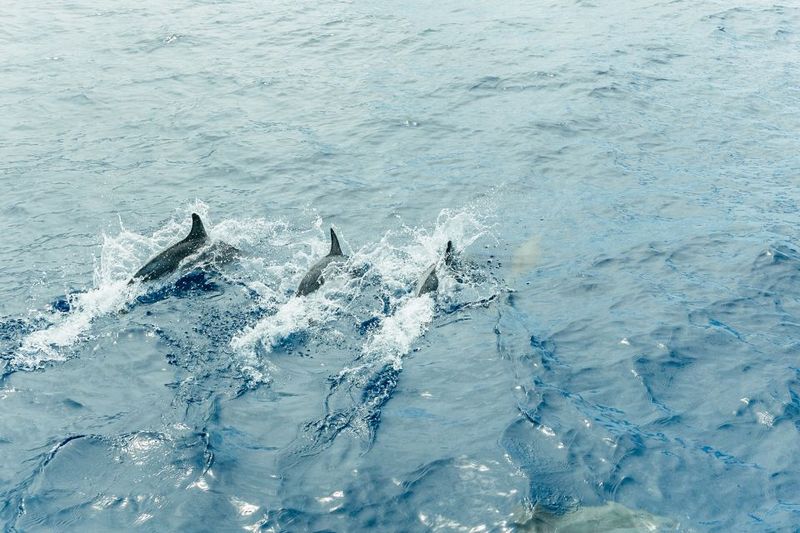 Costa Adeje: Whale & Dolphin Submarine Vision Mini Cruise - Your 2-hour game plan: what happens before and during the sightings