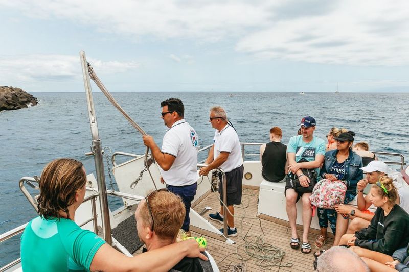 Costa Adeje: Whale & Dolphin Submarine Vision Mini Cruise - What you might spot: common species and some surprises