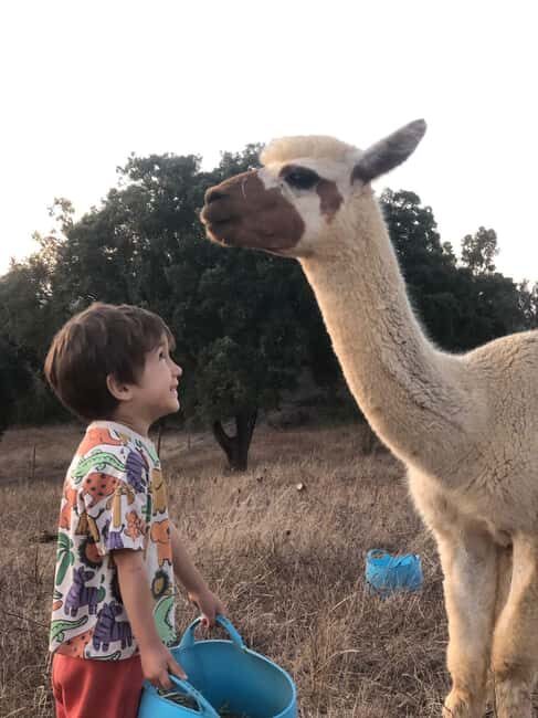 Costa Alentejana: Alpaca Farm Visit and Guided Walk - An Honest Look at the Experience