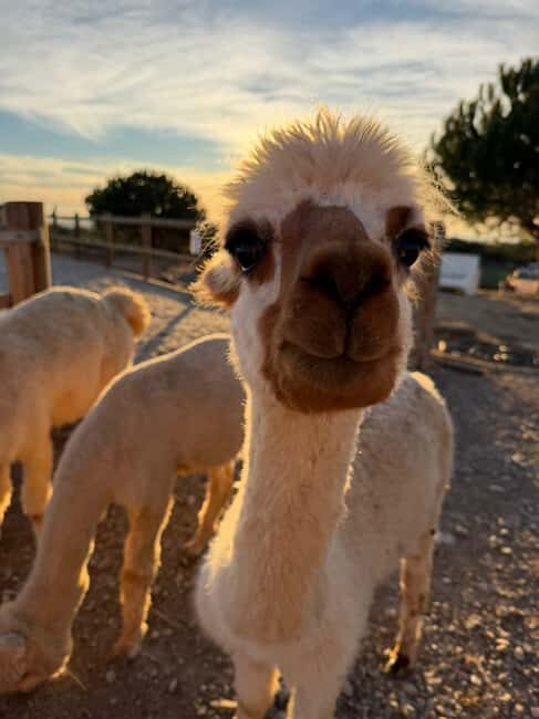 Costa Alentejana: Alpaca Farm Visit and Guided Walk - Final Thoughts