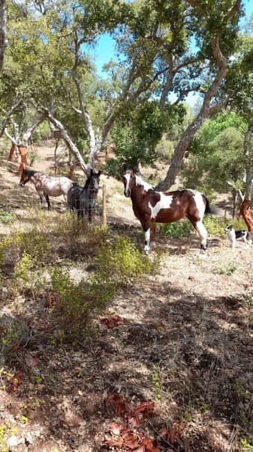 Costa Alentejana: Horse tour in Serra de Grândola - Key Points