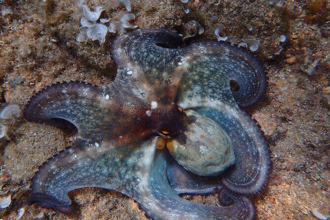 Costa Brava Day Adventure: Kayak, Snorkel & Cliff Jump with Lunch - What Travelers Say: Honest Feedback from the Reviews