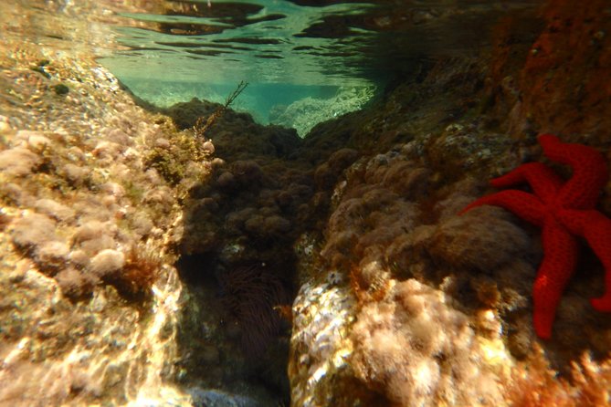 Barcelona Costa Brava Kayak, Snorkel & Cliff Jump Day Tour - Group Size and Logistics