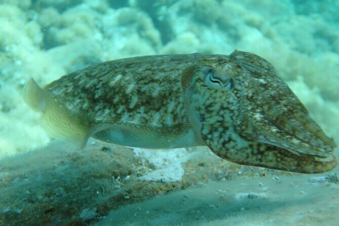 Costa Brava Day Adventure: Trails, Snorkel, Cliff-Jump & Meal - FAQ