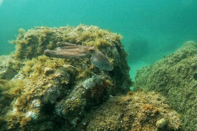 Costa Brava: Scuba Diving Tour, Lunch and a Visit to Tossa de Mar - Exploring Tossa de Mar’s Medieval Charm