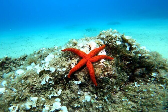 Costa Brava: Scuba Diving Tour, Lunch and a Visit to Tossa de Mar - Return to Barcelona